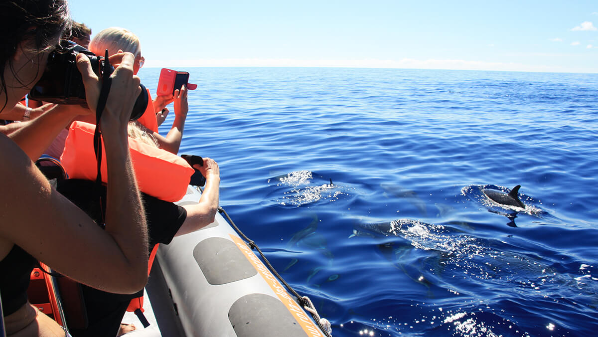 Cetaceans watching in Madeira Island